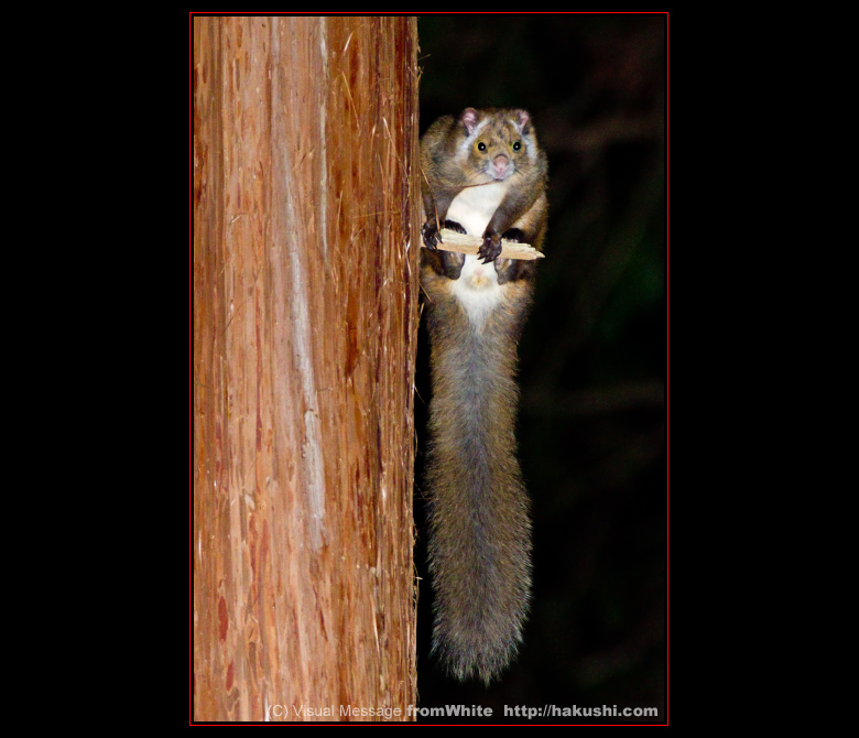 ムササビ：野生動物・野鳥写真の《きらめくいのち》