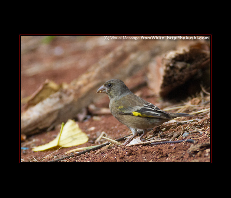 プロフさん専用　木彫りの鳥　オガサワラカワラヒワ オガサワラカワラヒワは母島に - つぐみとキノコ